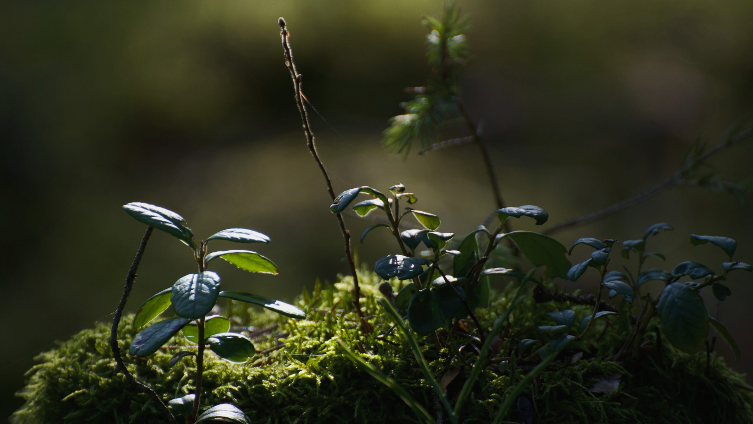 10 Minute Heart Opening Meditation_ Love for Yourself & All Beings