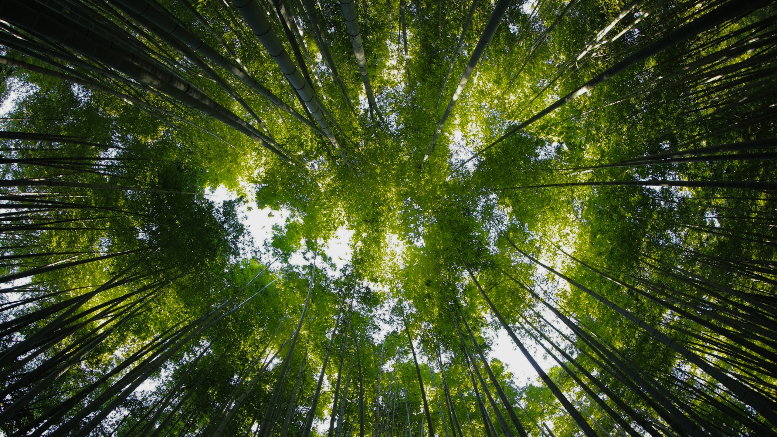 5 Minute Morning Energy Cleanse Guided Meditation_ Start Your Day with Love & Light