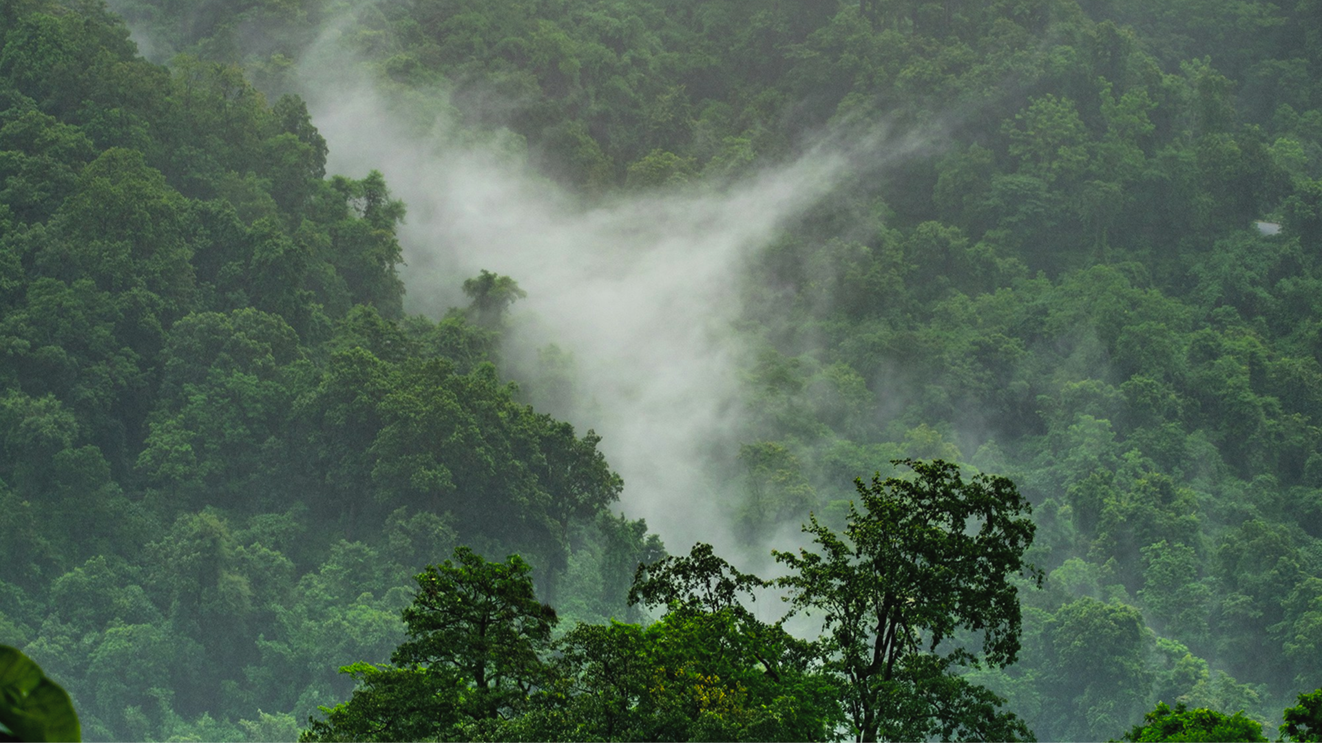 Mental Detox_ Release Mental Clutter & Replenish Your Energy